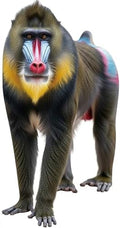 Mandrill Cardboard Cutout, 4FT Life Size Fun Animal Standup, 1 PC by Unknown
