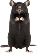 Black Mouse 1FT Life Size Cardboard Cutout, 1PC, for Photo Booths by Unknown