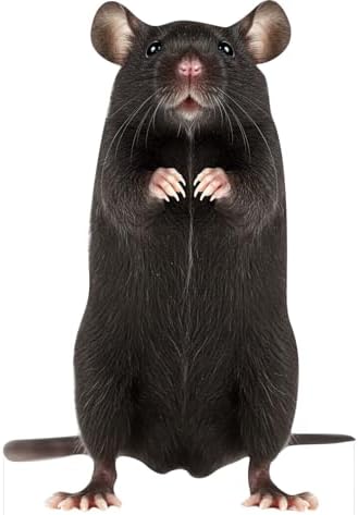 Black Mouse 1FT Life Size Cardboard Cutout, 1PC, for Photo Booths by Unknown