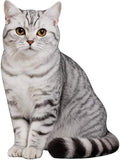 British Shorthair Silver Point 3FT Cardboard Cutout, 1PC by DP+BOUTIQUE