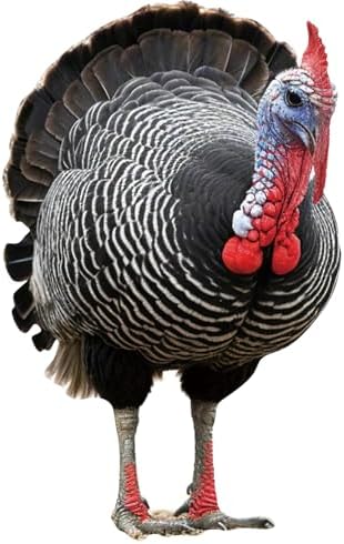 Turkey Life Size Cardboard Cutout 4FT, Animal Standup, 1 PC by Unknown
