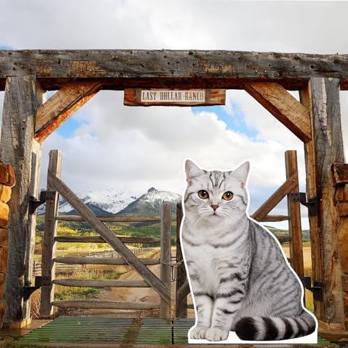 British Shorthair Silver Point 5FT Cardboard Cutout, 1PC - Image 6