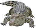 Crocodile 1FT Life Size Cardboard Cutout Animal Standup, 1 PC by Unknown