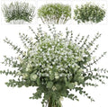 lovemoon 200 Pcs Mixed Greenery Artificial Eucalyptus Stems, Baby Breath Artificial Flowers Bulk and Eucalyptus Leaves for Wedding Bouquets Home Office Floral Decor (200, Green and White) by Lovemoon