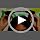 CiyvoLyeen 12Pcs Jungle Animal Ears Headbands Safari Decor for Kids Adult - Image 7