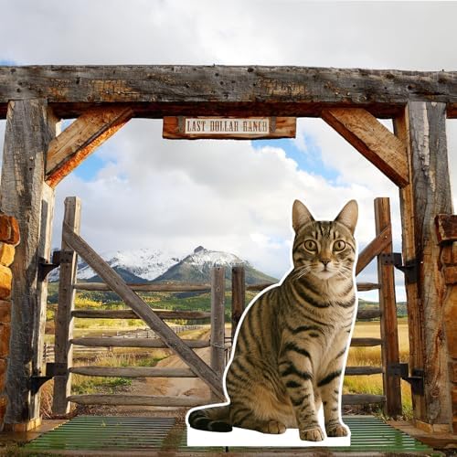 Chinese Li Hua Cat 1FT Life Size Cardboard Cutout, 1 PC - Image 6