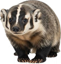 American Badger Cardboard Cutout 2FT Life Size Animal Standup by Unknown