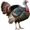 Turkey Life Size Cardboard Cutout, 5FT Photo Booths & 1PC by Unknown