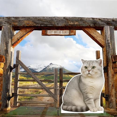 Silver British Shorthair Cat 5FT LifeSize Cardboard Cutout, 1PC - Image 5