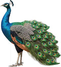 Peacock Life Size Cardboard Cutout, 4FT, Animal Standup, Party by Unknown